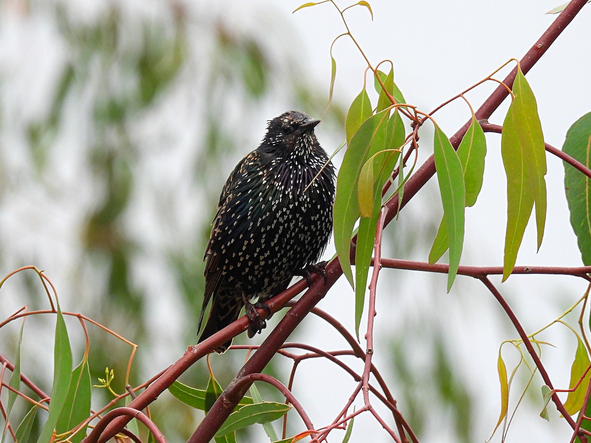 European Starling - ML541278911