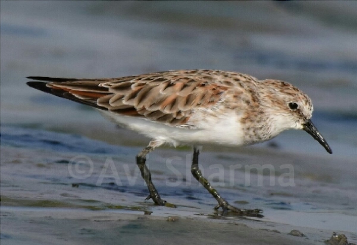 Little Stint - ML54127911