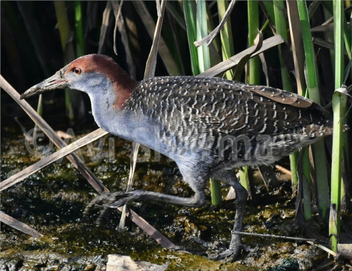 Slaty-breasted Rail - AVINASH SHARMA