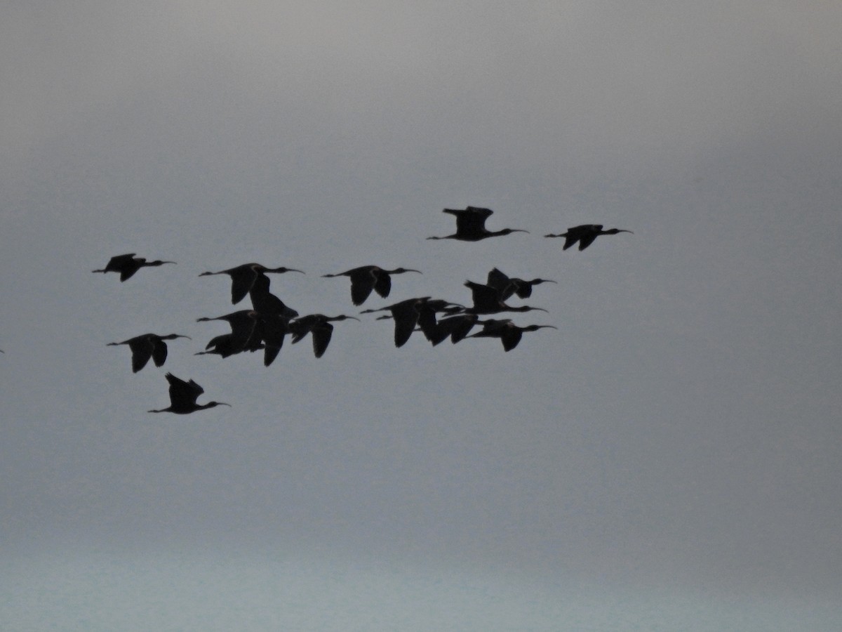 Glossy Ibis - ML541281391