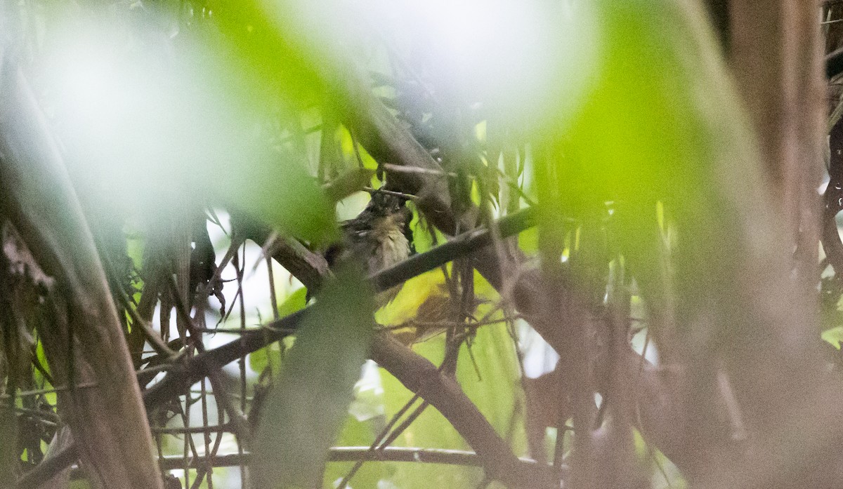 Yellow-breasted Warbling-Antbird - ML541282361