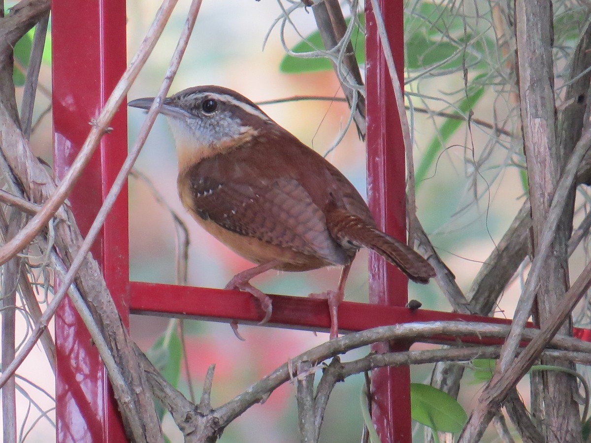 Carolina Wren - ML541282931