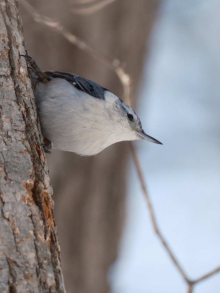 White-breasted Nuthatch - ML541283691