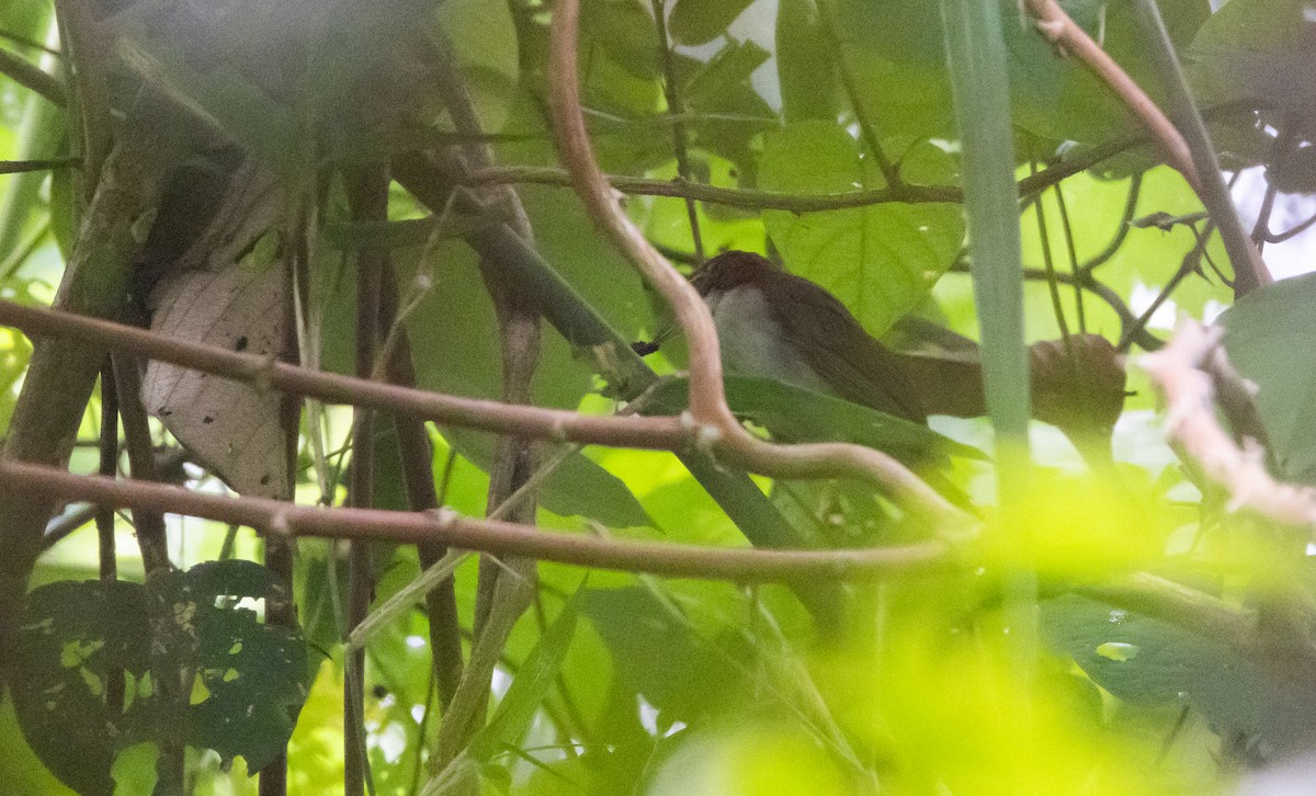 Dusky-cheeked Foliage-gleaner - Jay McGowan