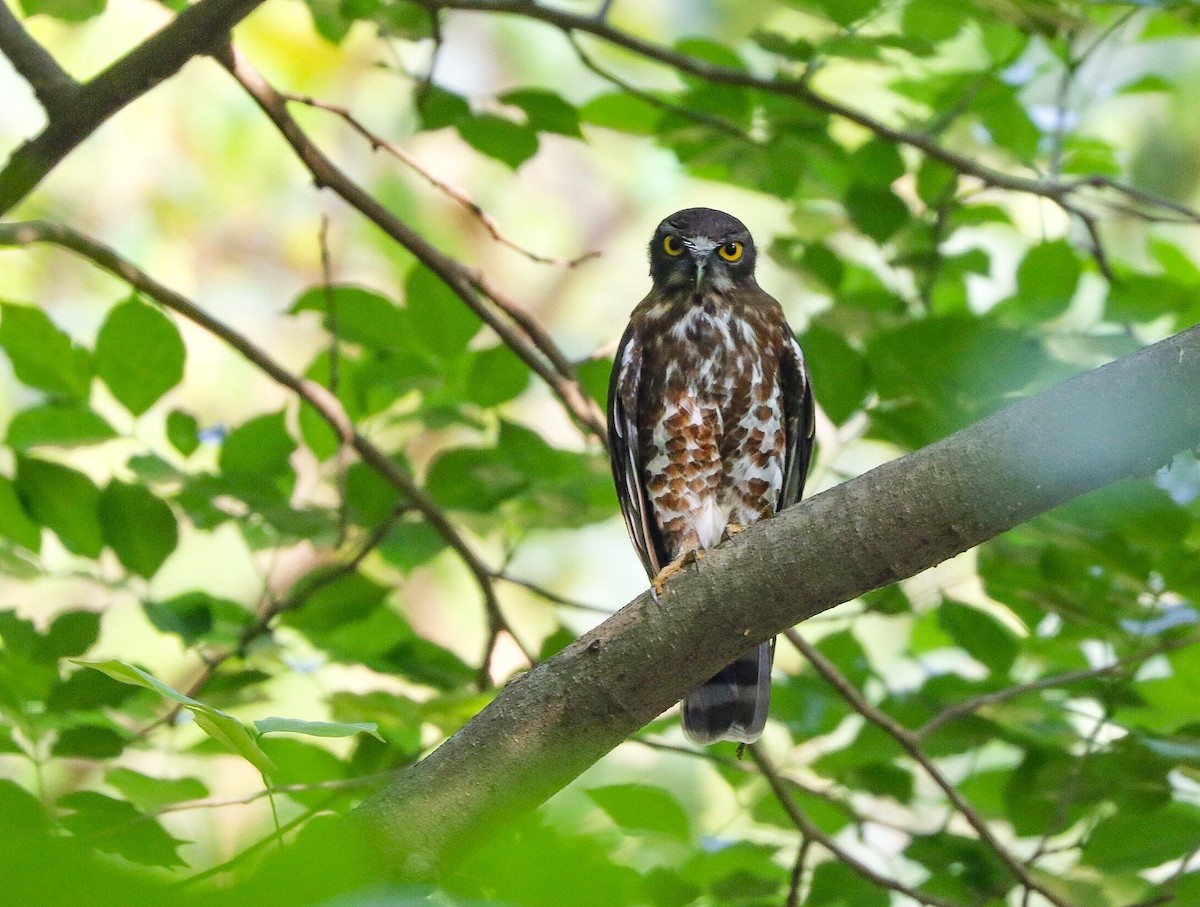 Brown Boobook - Vinod Verma