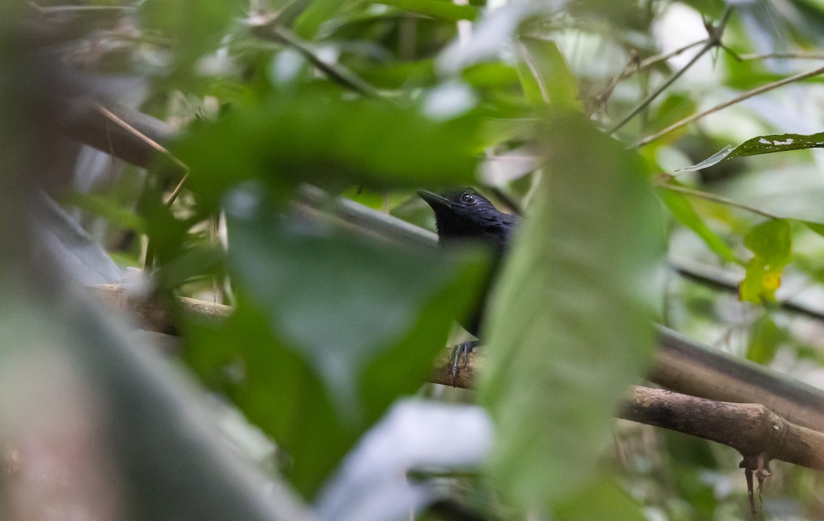 Goeldi's Antbird - Jay McGowan