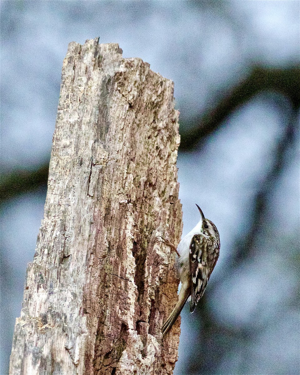 Brown Creeper - ML541286371