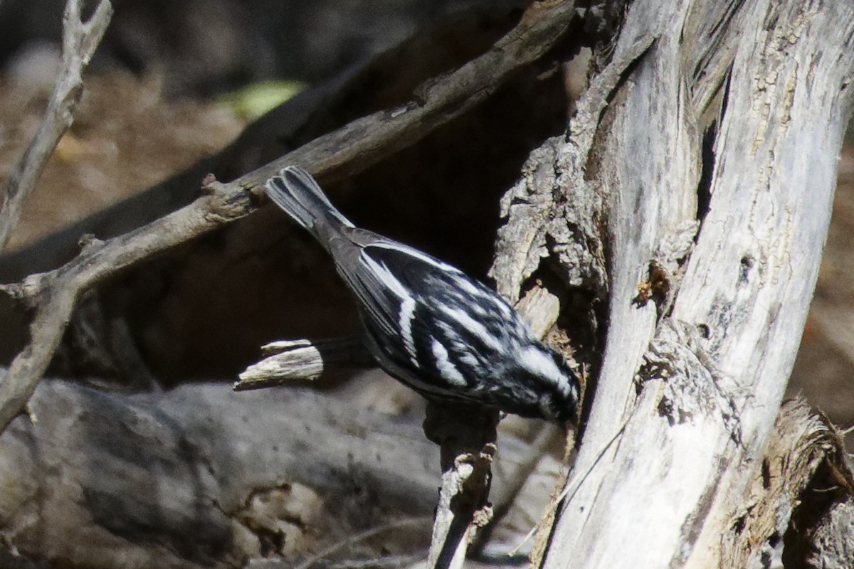 Black-and-white Warbler - ML541289251