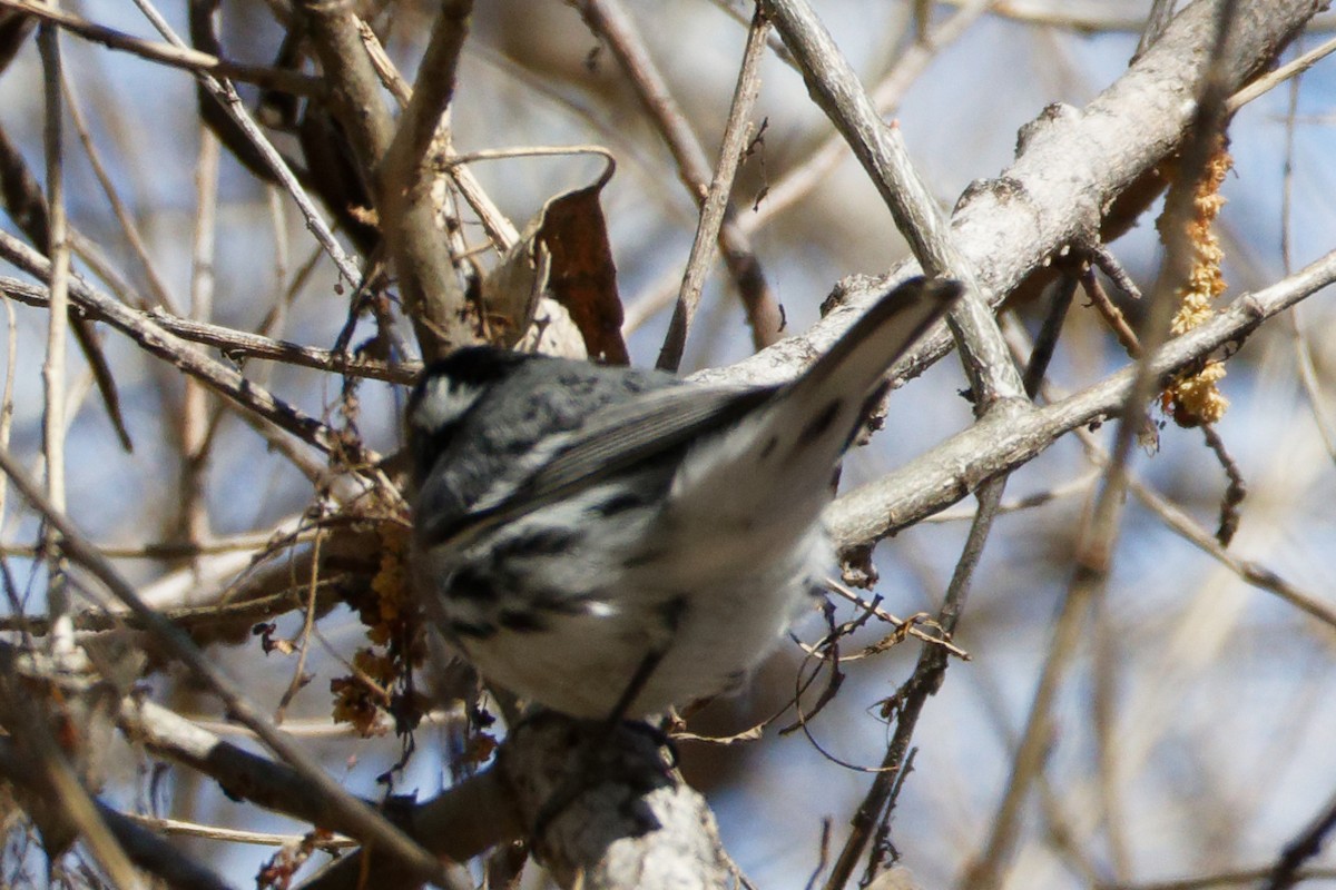 Black-throated Gray Warbler - ML541289371