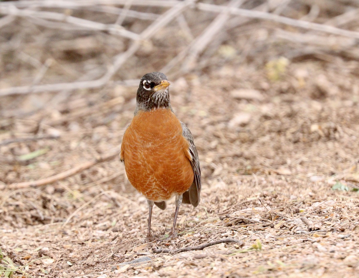 American Robin - ML541290061