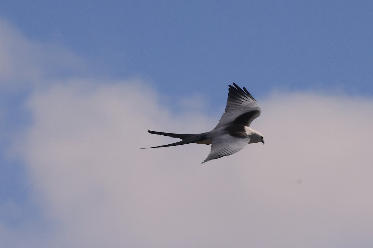 Swallow-tailed Kite - Edward Pullen