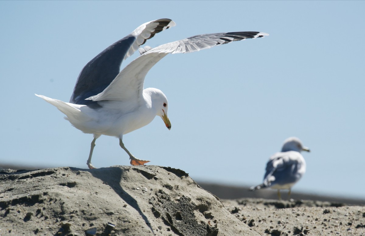 Gaviota Californiana - ML541290841