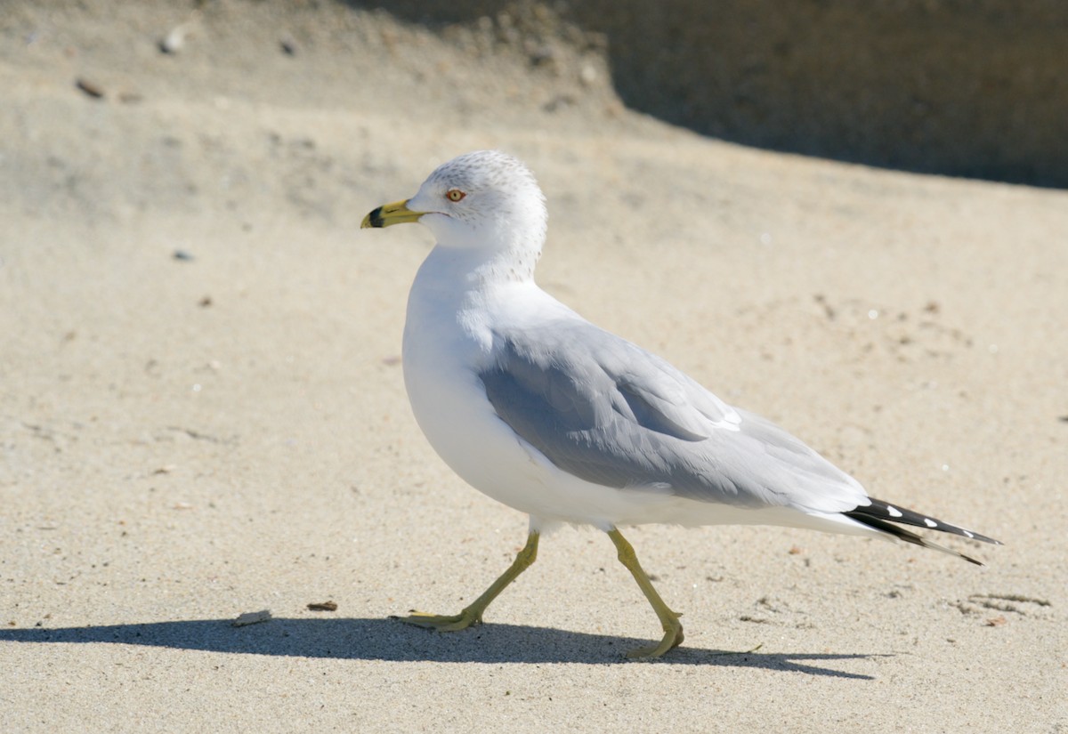 Ring-billed Gull - ML541291221