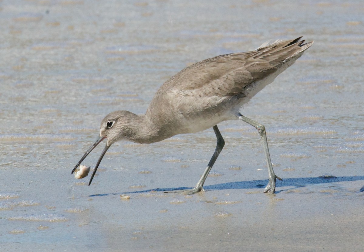 Willet - Jane Mygatt