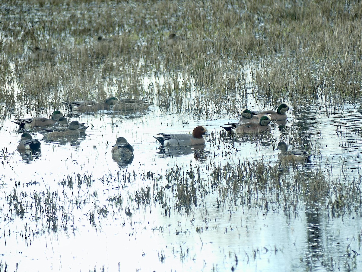 Eurasian Wigeon - ML541292051