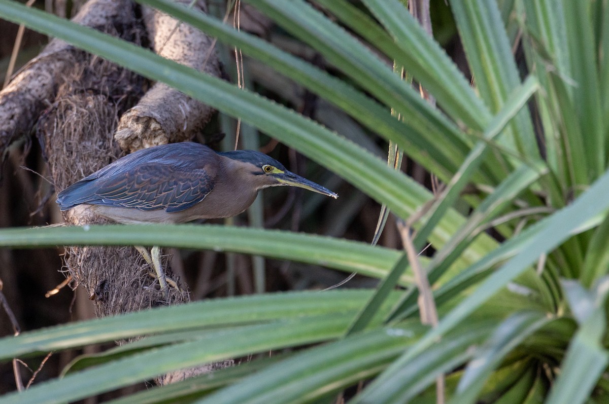 Striated Heron - ML541292741