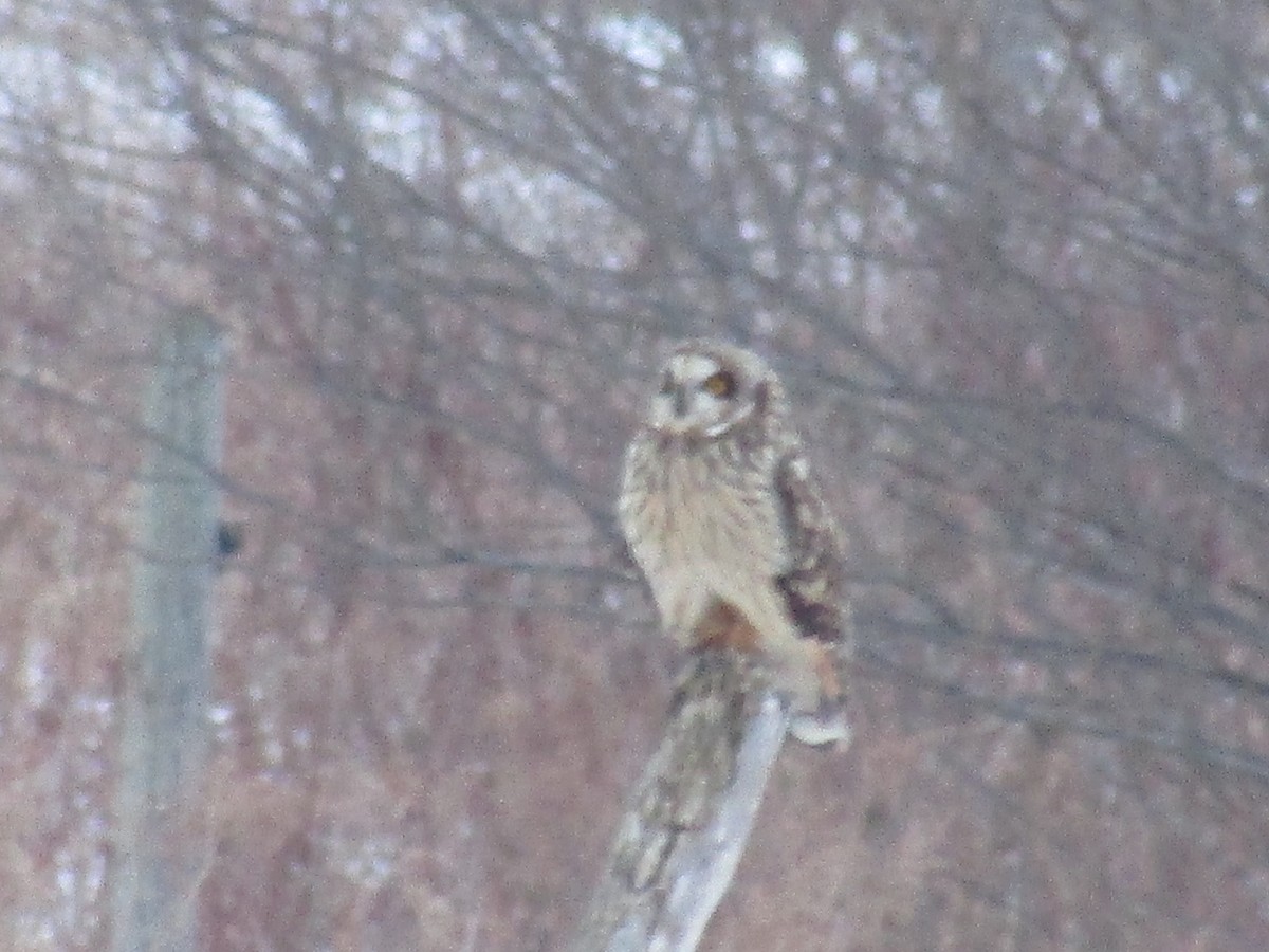 Short-eared Owl - ML541293411