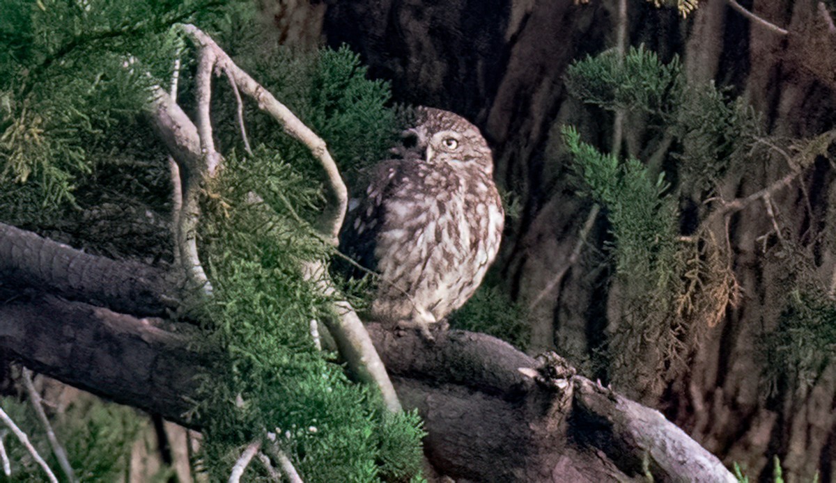 Little Owl - ML541294011