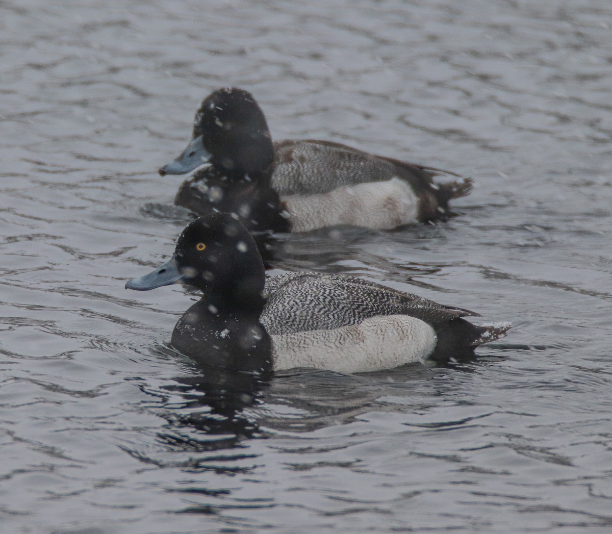Lesser Scaup - Zachary Holderby