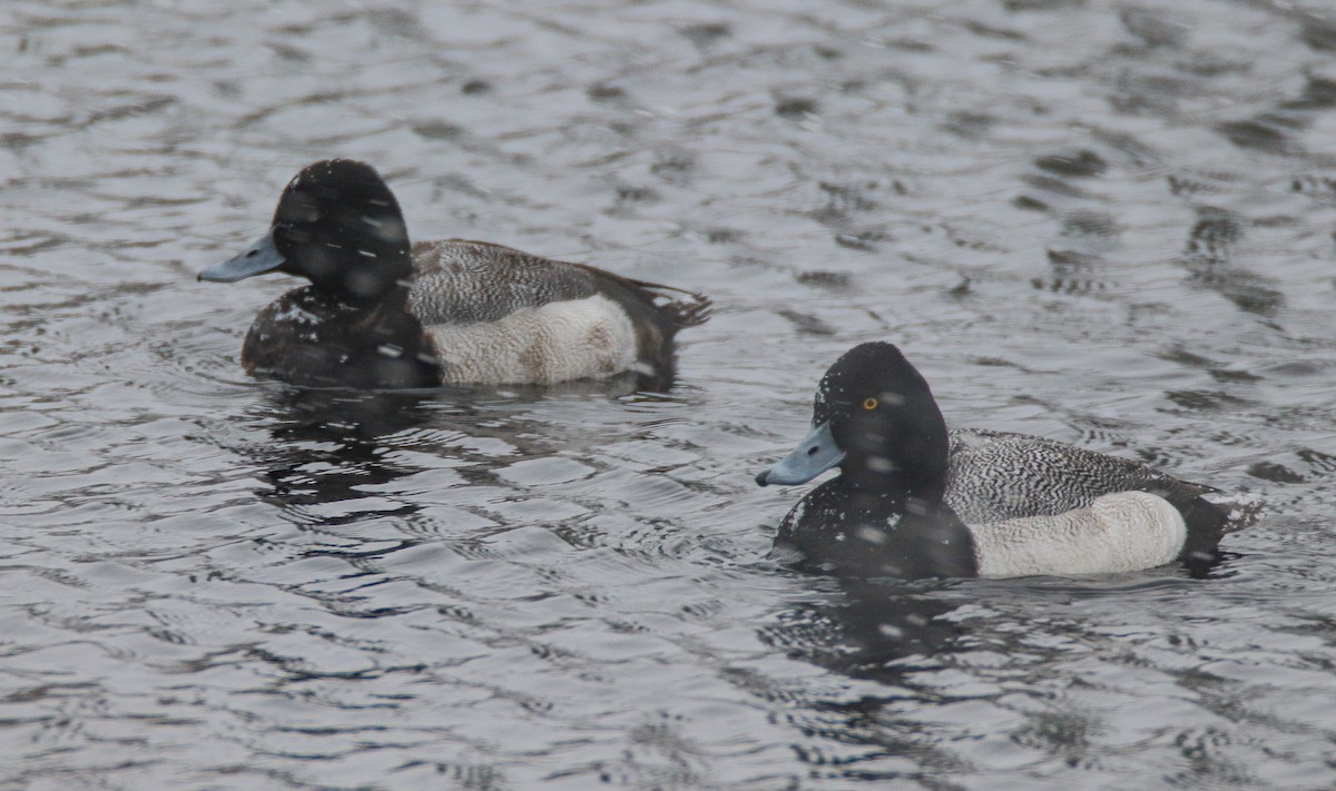 Lesser Scaup - Zachary Holderby