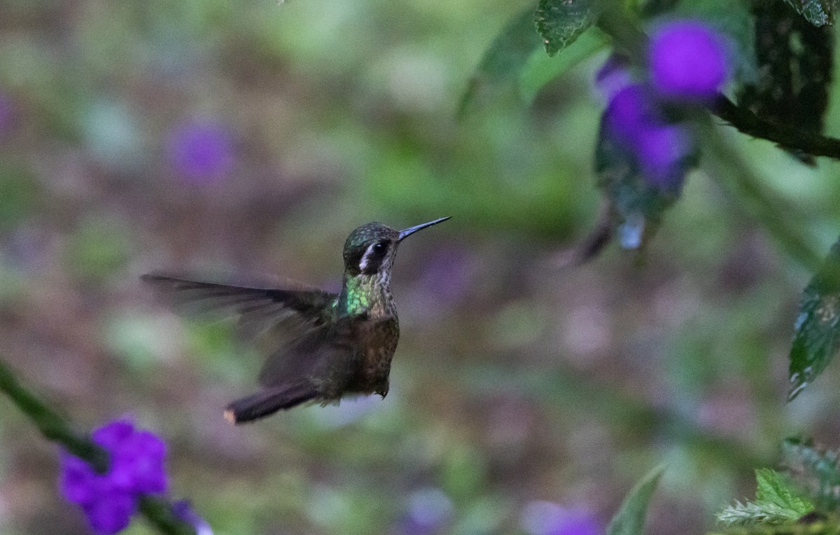 Speckled Hummingbird (melanogenys Group) - ML541295141