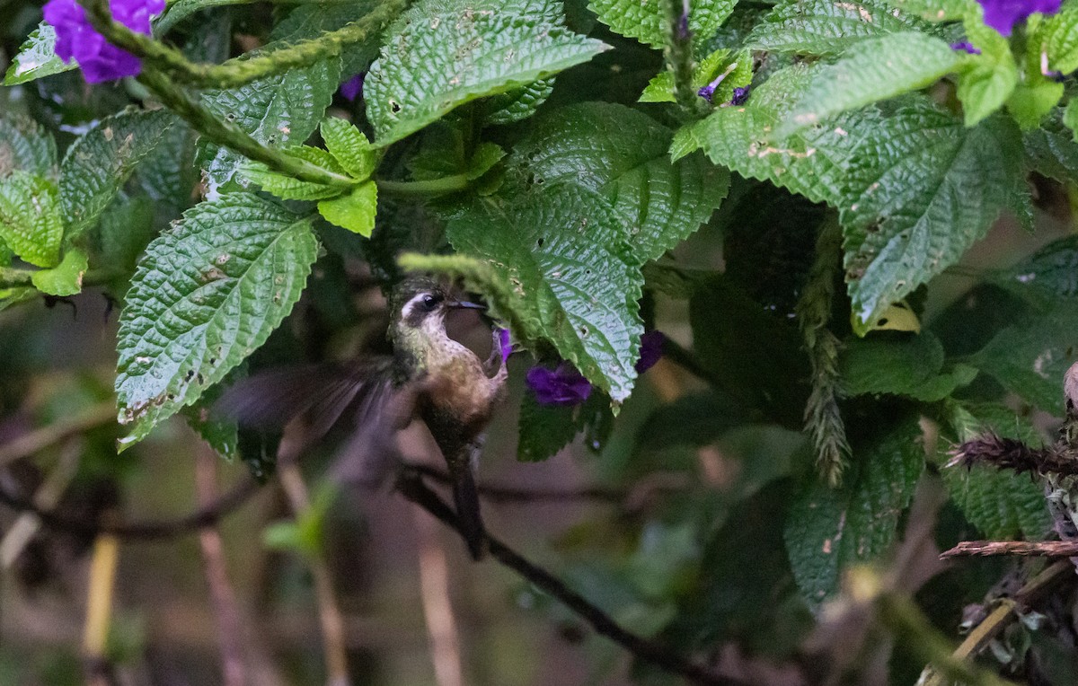 Speckled Hummingbird (melanogenys Group) - ML541295151