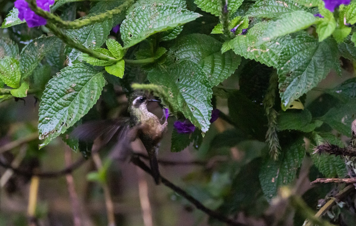 Çilli Kolibri [melanogenys grubu] - ML541295151