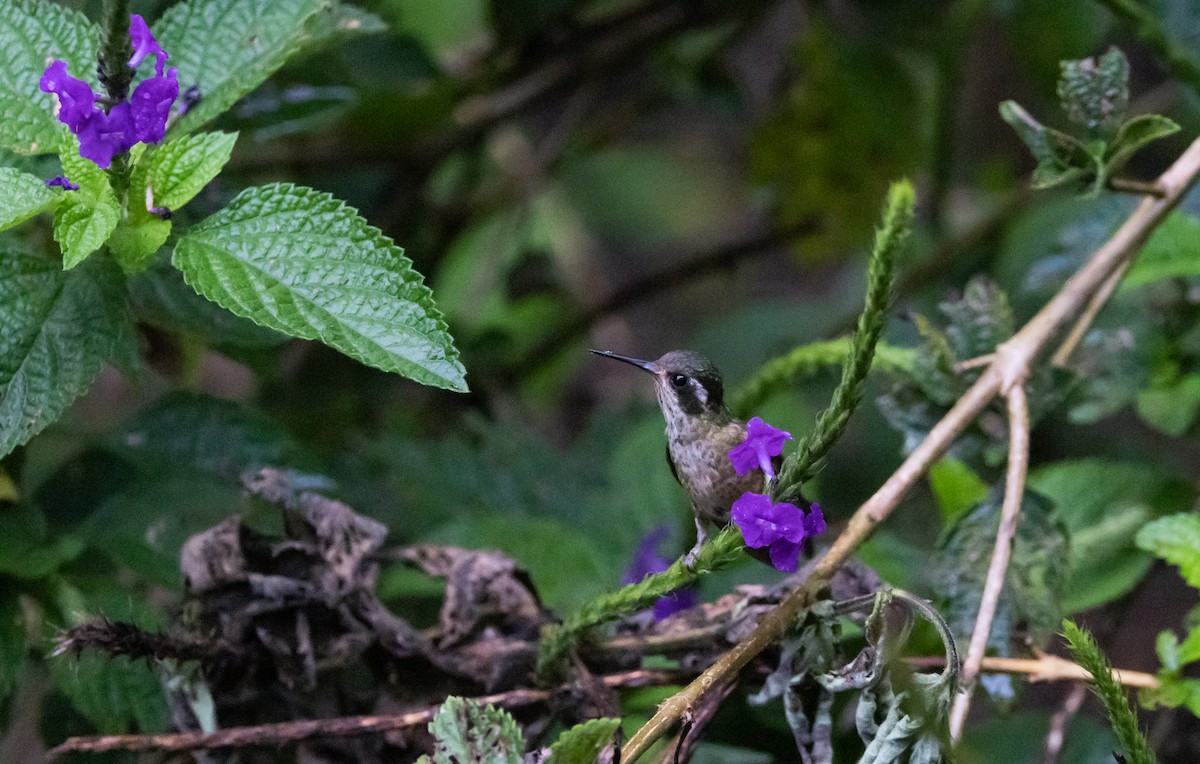 Speckled Hummingbird (melanogenys Group) - ML541295171