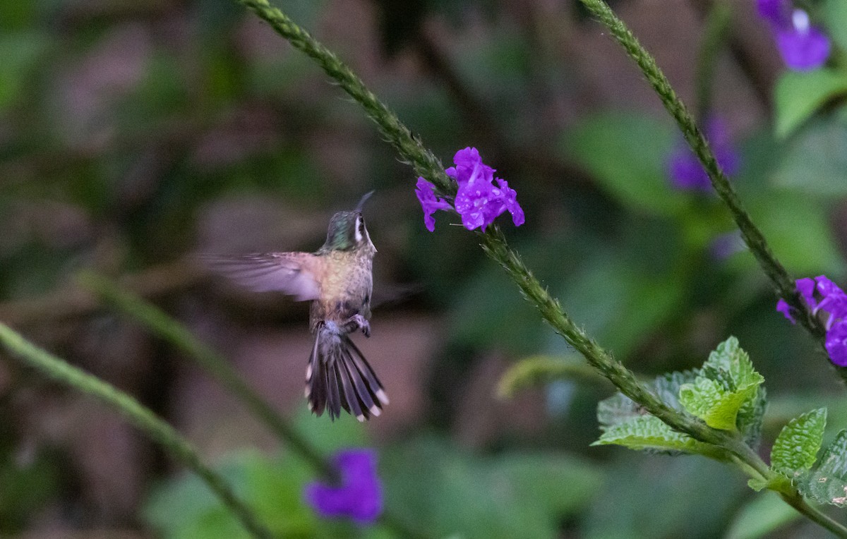 Speckled Hummingbird (melanogenys Group) - ML541295181