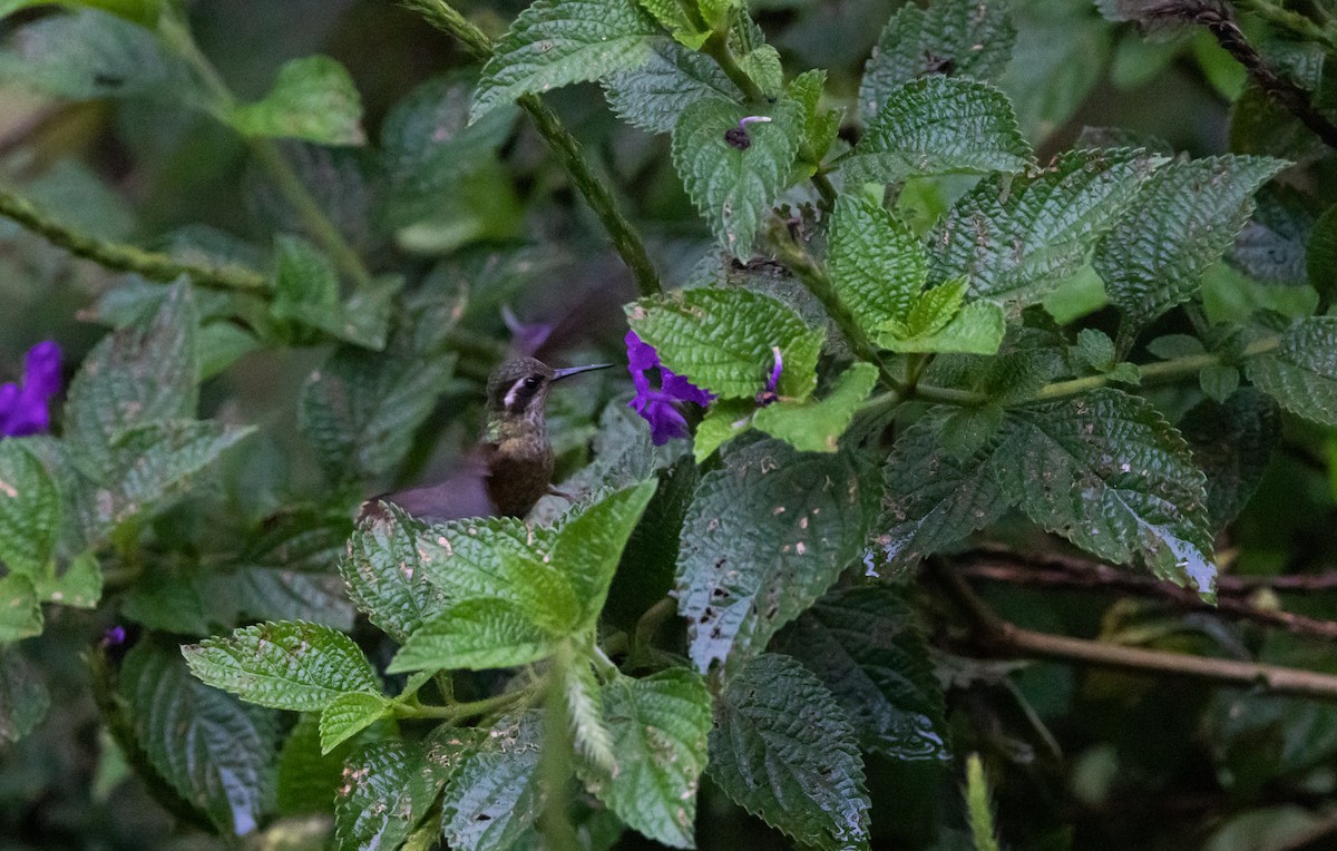 Speckled Hummingbird (melanogenys Group) - ML541295211