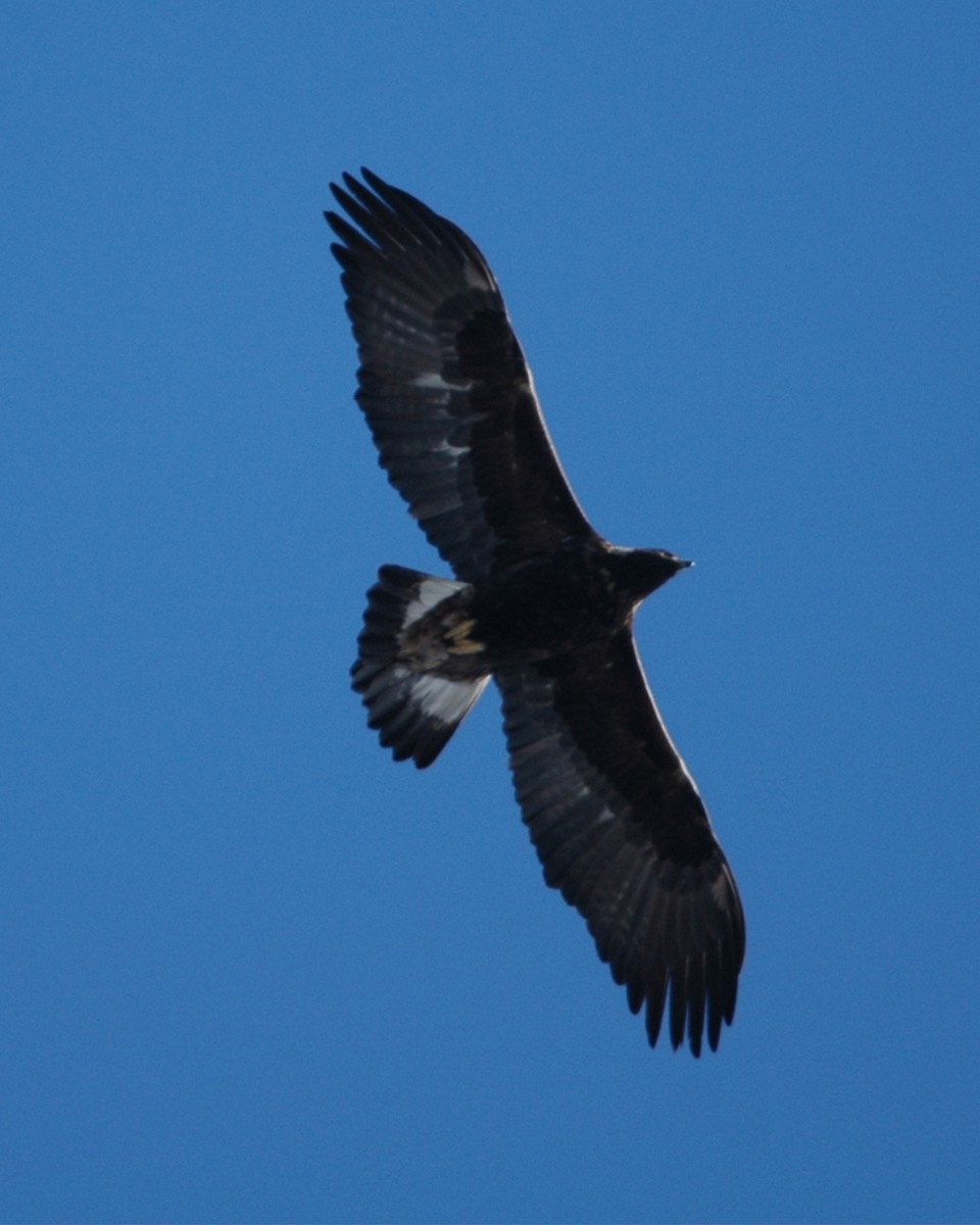 Águila Real - ML541295371