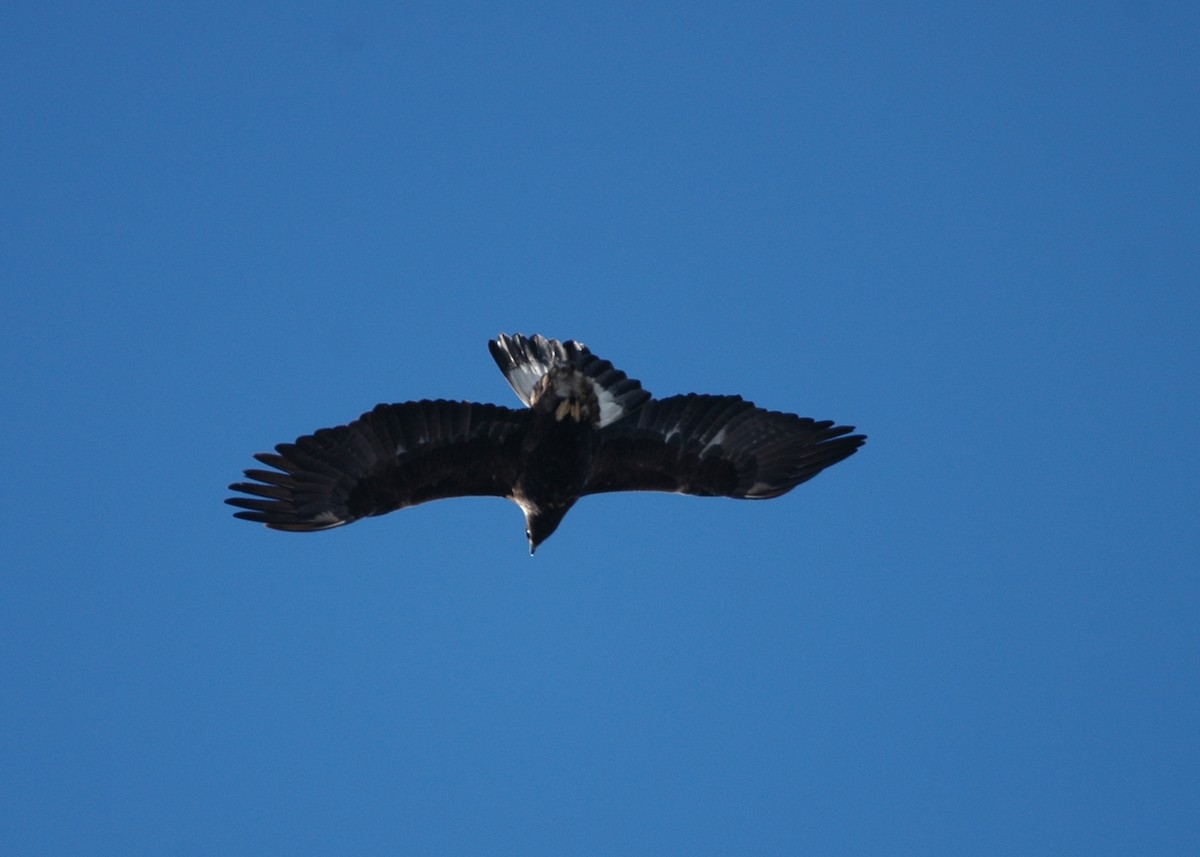 Águila Real - ML541295381