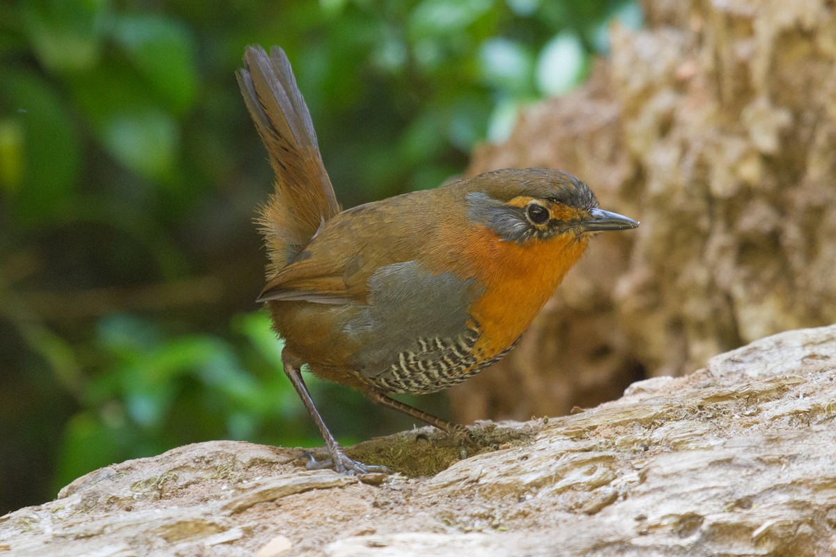 Chucao Tapaculo - ML541295991