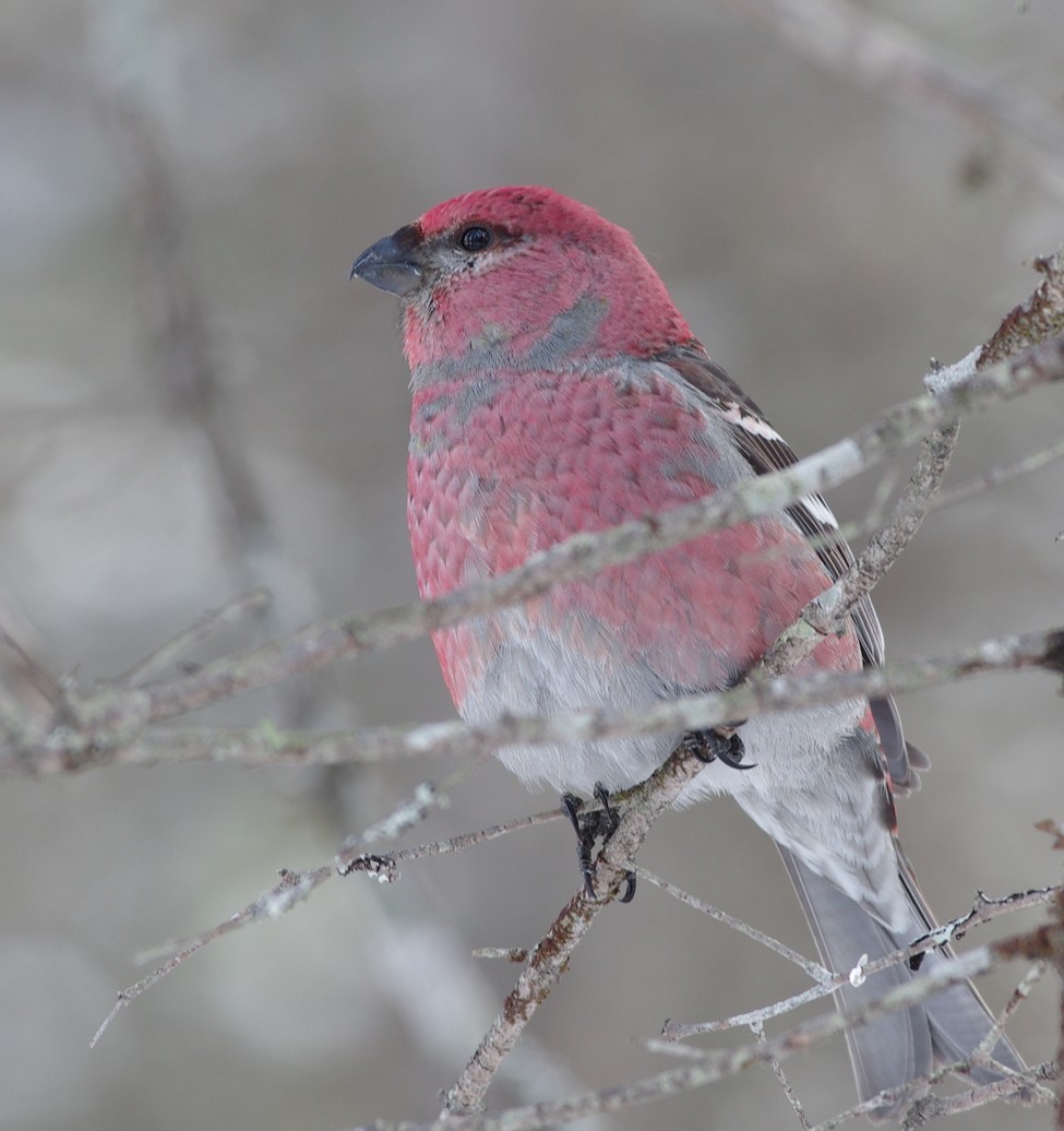 Pine Grosbeak - ML541297231