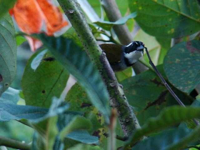 Caracas Brushfinch - Robin Quiroz