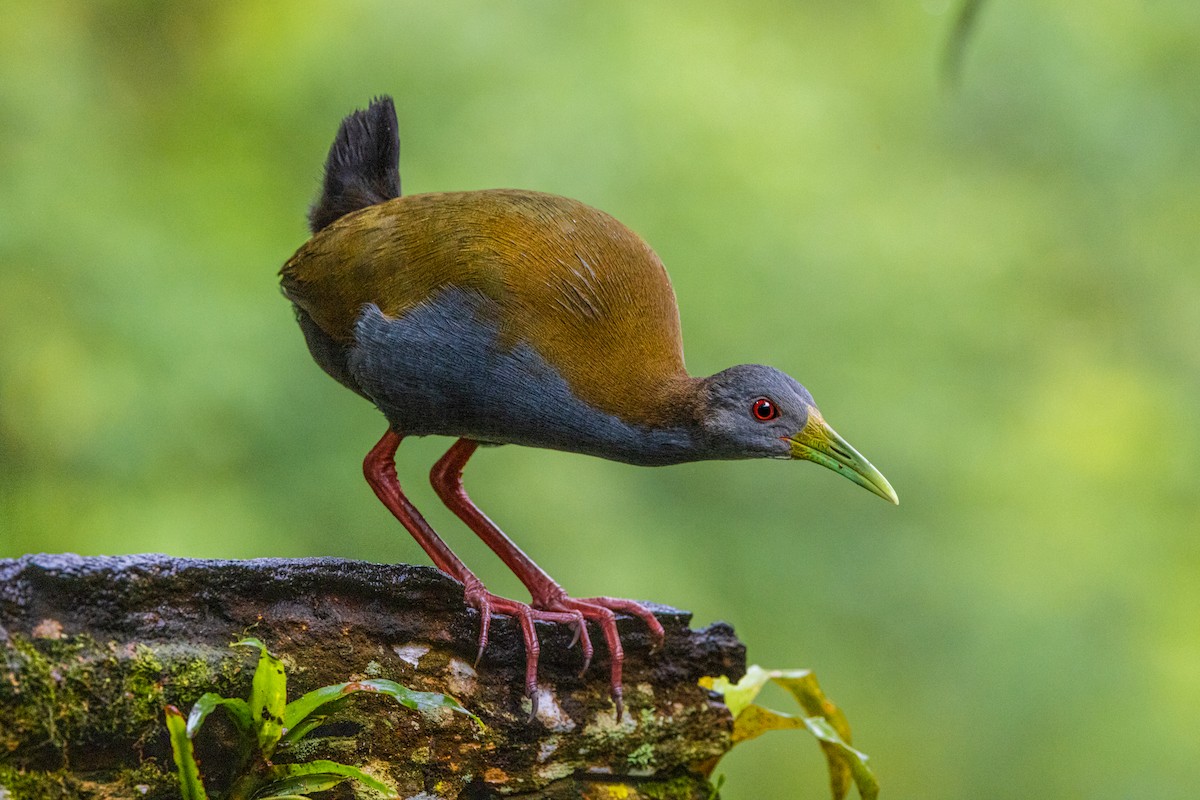 Slaty-breasted Wood-Rail - ML541300501