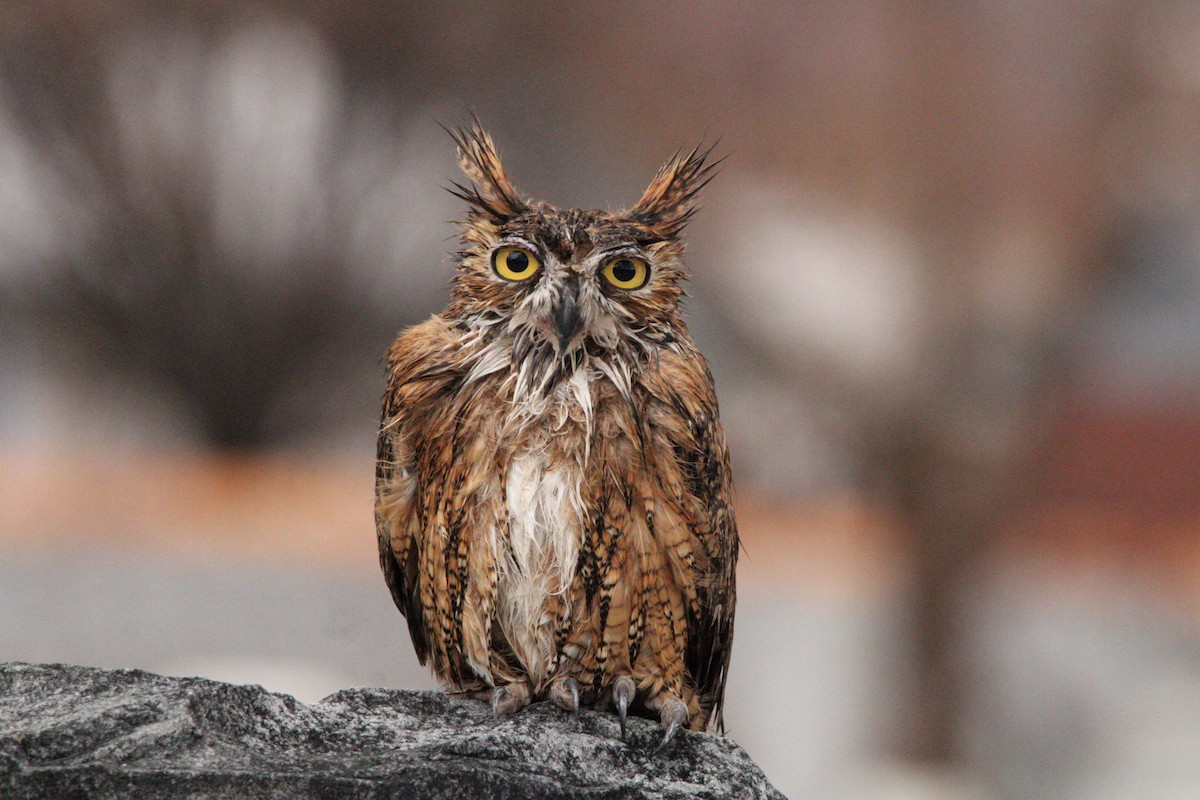 Great Horned Owl - Quentin Nolan