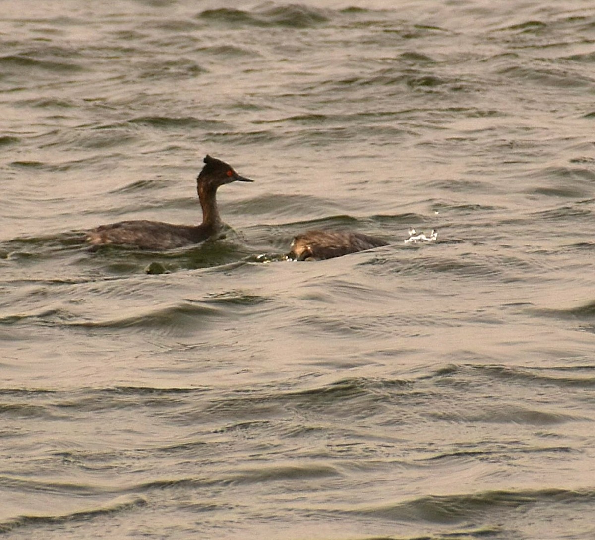 Eared Grebe - ML541300911