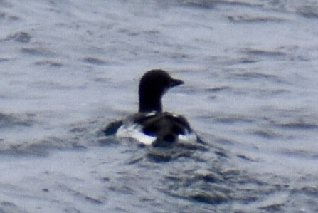 Thick-billed Murre - ML541303501