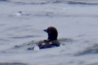 Guillemot de Brünnich - ML541303511