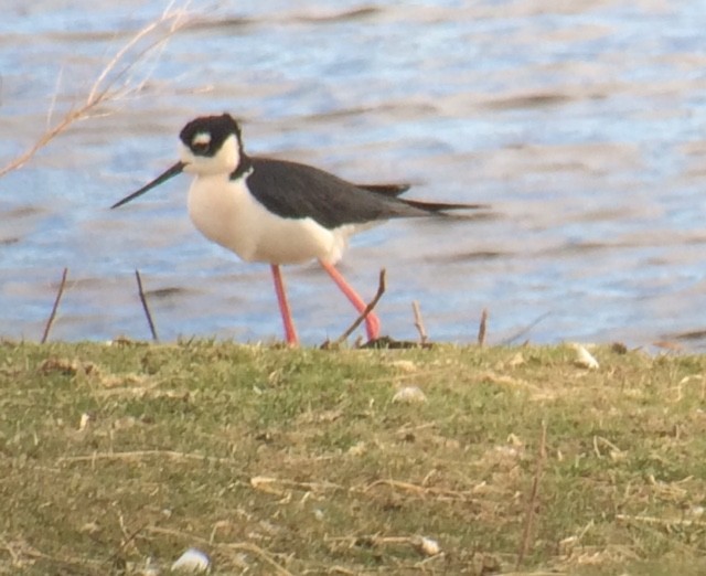 Black-necked Stilt - ML54130481