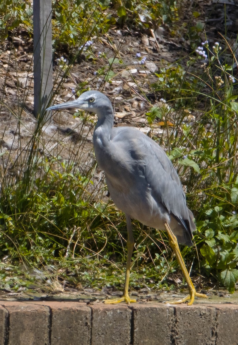 White-faced Heron - ML541305871