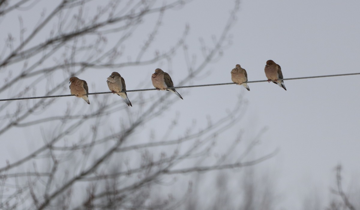 Mourning Dove - ML541306191