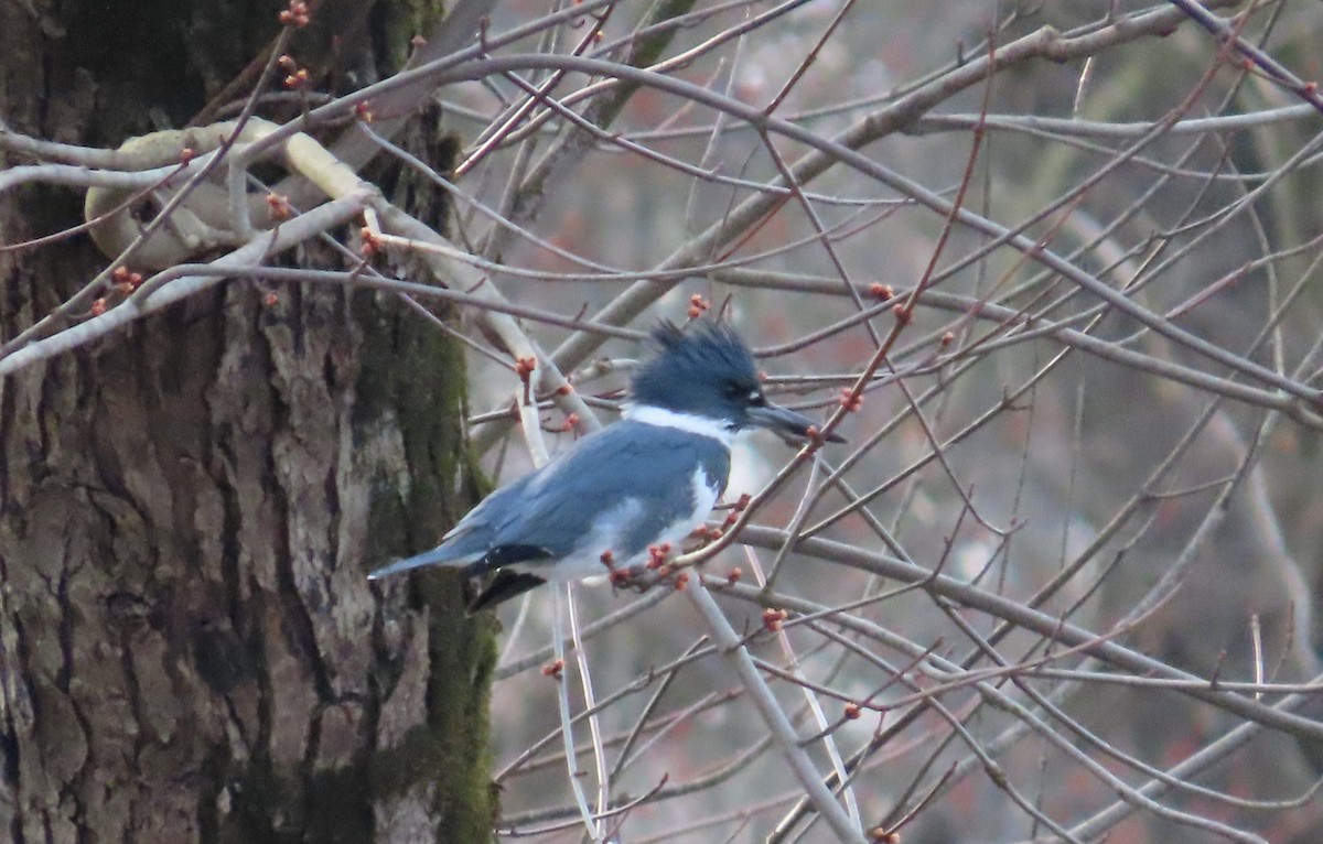 Belted Kingfisher - ML541307491