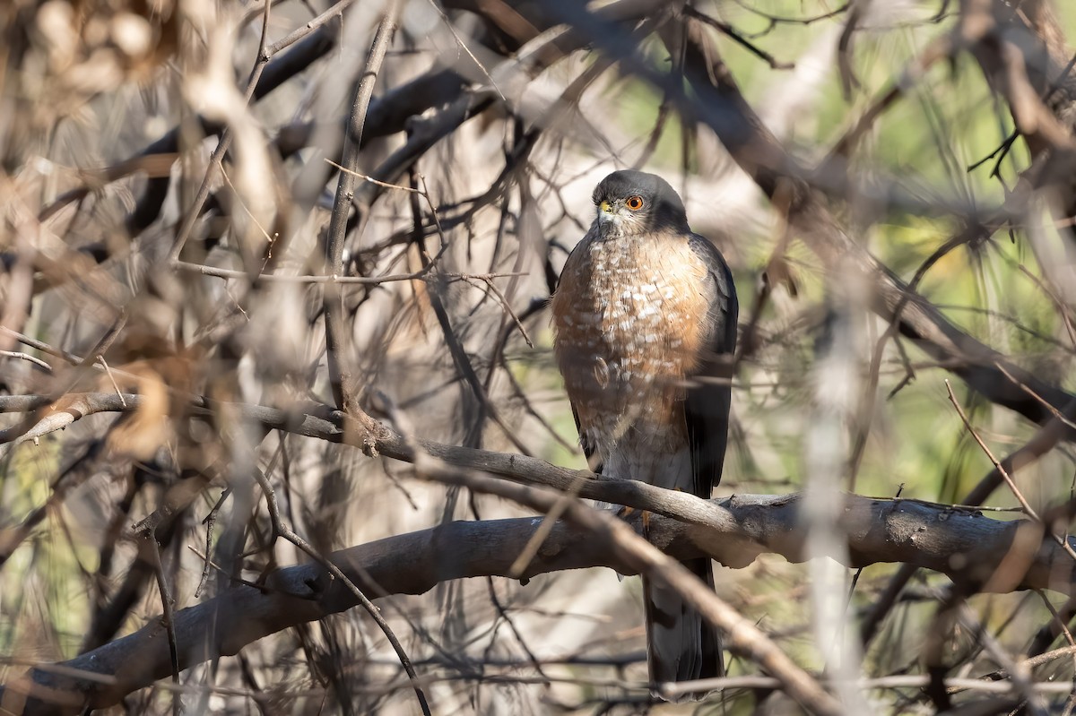 Sharp-shinned Hawk - ML541308221