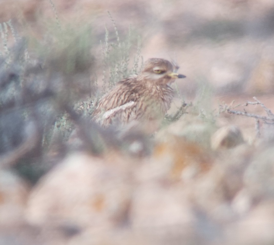 Eurasian Thick-knee - Harald Schott