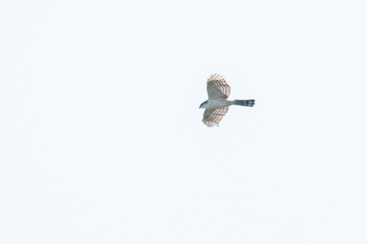 Sharp-shinned Hawk - Eduardo Rivera