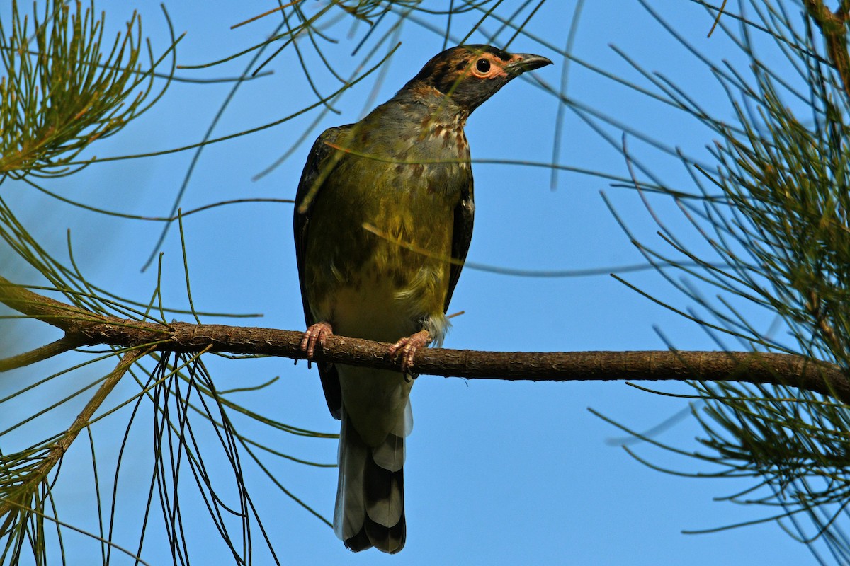 Australasian Figbird - ML541310411