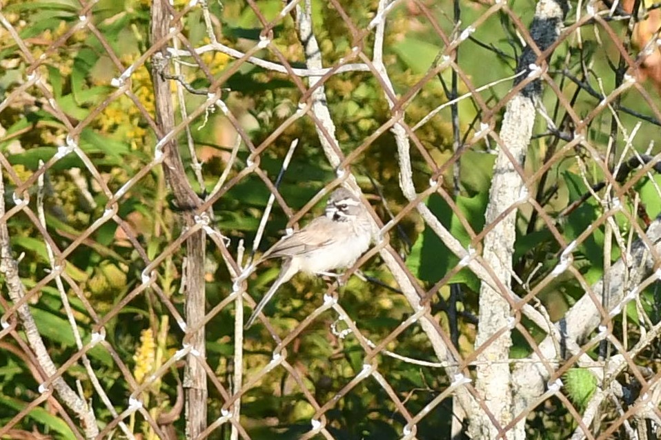 Black-throated Sparrow - ML541310561