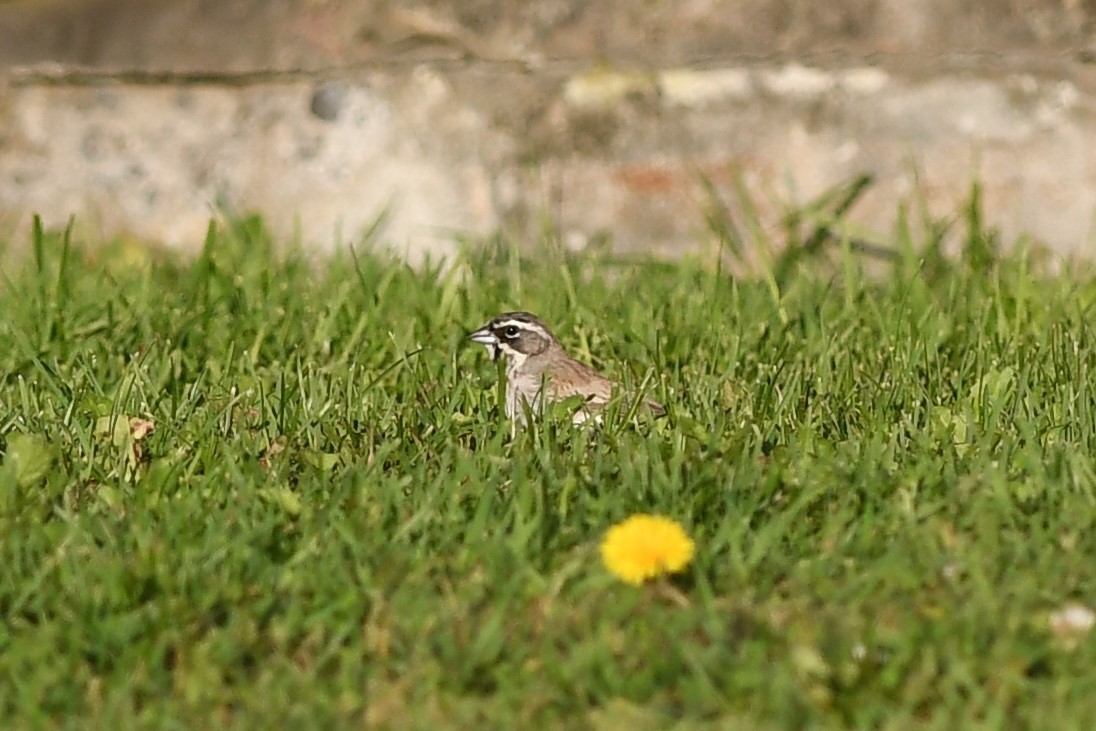 Black-throated Sparrow - ML541310571